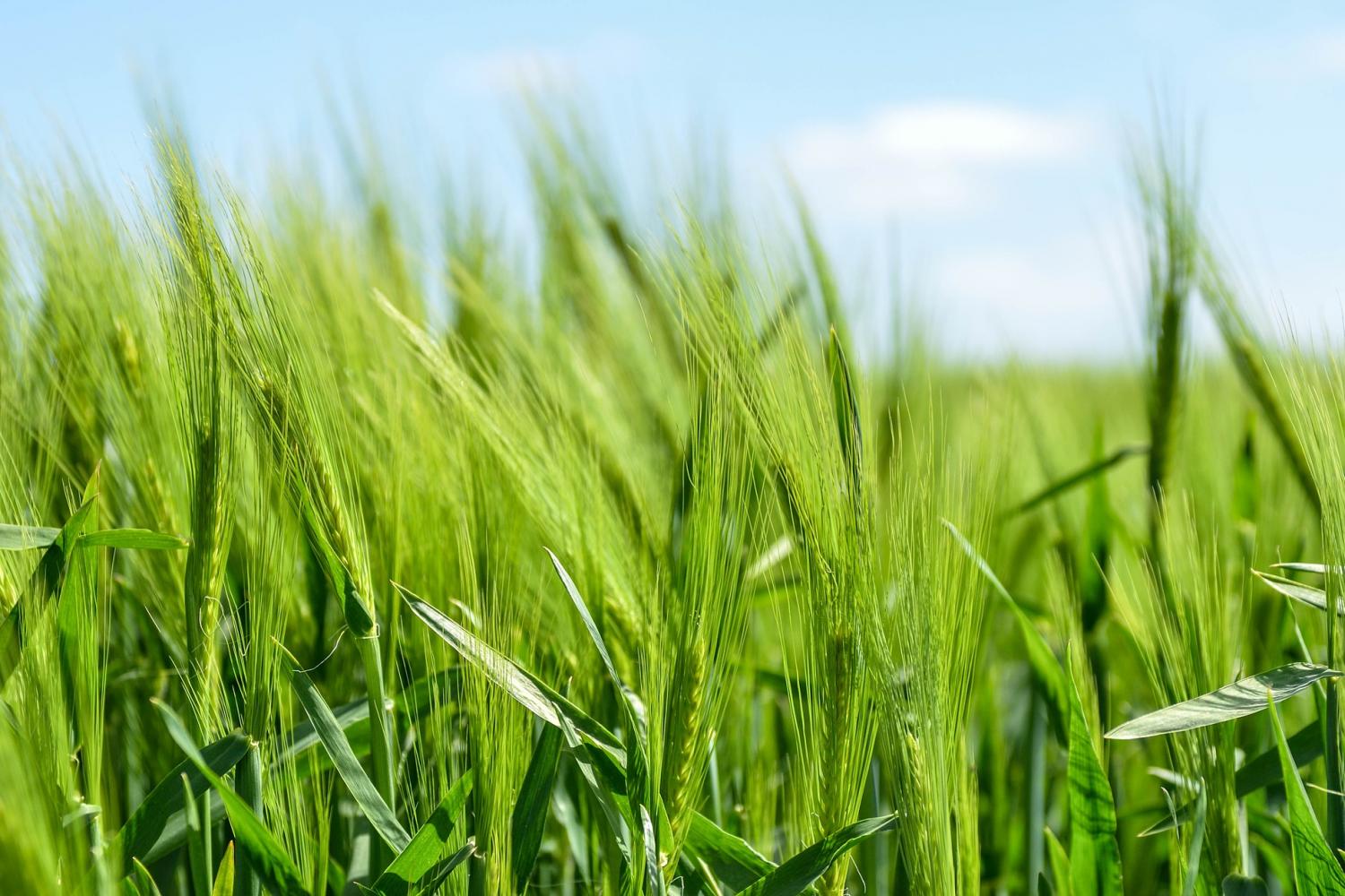 regenerative agriculture